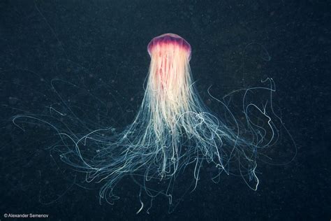 Lion’s Mane Jellyfish in the Arctic - Greenpeace USA