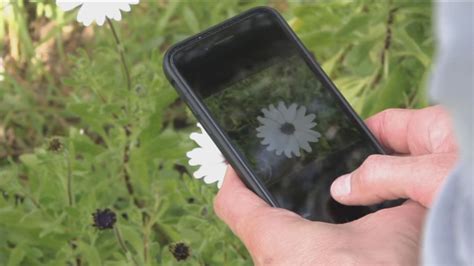 What's that plant called? Take a photo and this new app can tell you ...