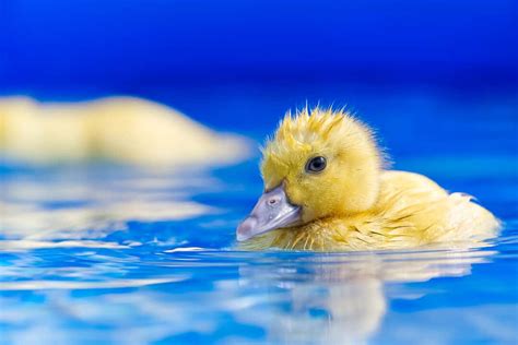 8 Easy Tips To Keep Ducks Out Of Your Swimming Pool - Pest Pointers