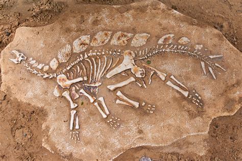 What is a fossil?