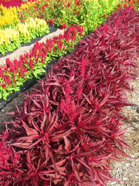 'Dragon's Breath' Celosia | Rotary Botanical Gardens