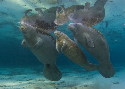 Manatee Reclassified from Endangered to Threatened as Habitat Improves ...