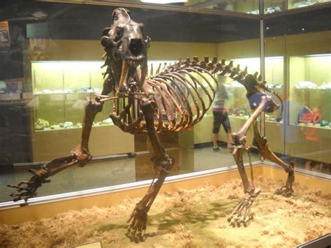 Saber Tooth Tiger Fossil by TAHU18 on DeviantArt