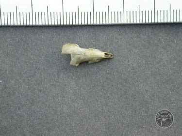 Common Shrew Skull Top - The Barn Owl Trust