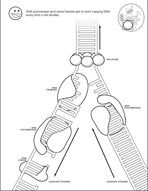 19 Engaging DNA Replication Activities - Teaching Expertise