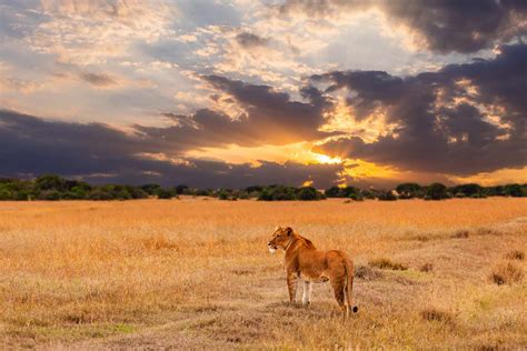 18 African Savanna Fun Facts - Facts.net