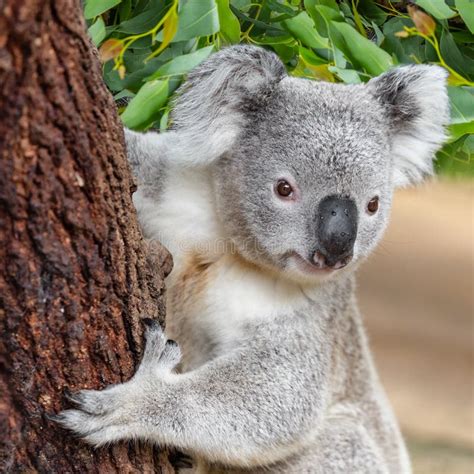 Koala Climbing Tree in Outback Wilderness in Australia Stock Photo ...