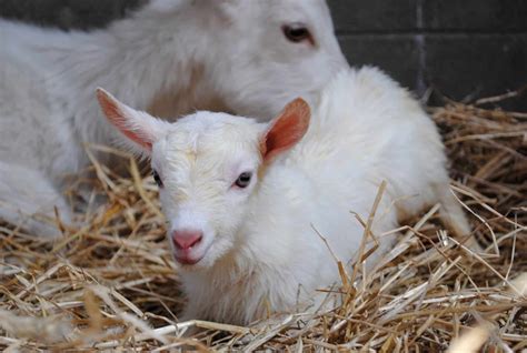 Care Recommendations For Goat Kids - The Open Sanctuary Project