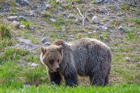 5 BEST Wildlife Tours in Jasper, Canada - Destinationless Travel