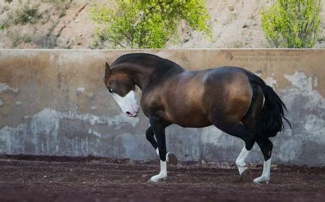 90+ Spanish & Iberian Horse Breeds ideas in 2020 | horse breeds, horses ...