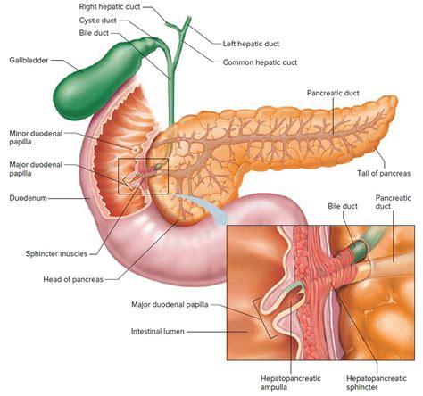 Gallbladder - Location and Function of Gallbladder