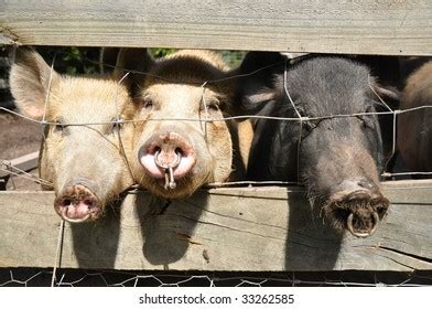 Pig Nose Ring Photos, Images & Pictures | Shutterstock