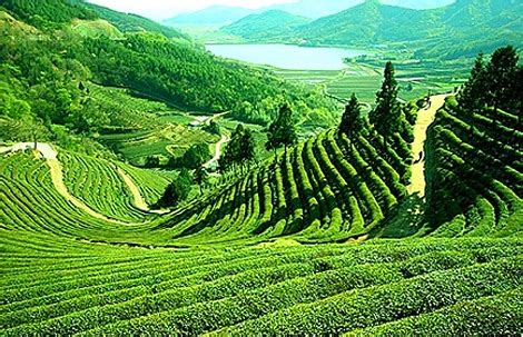 A walk in Darjeeling's Oldest Tea Estate