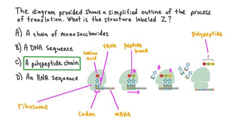 Question Video: Identifying the Structure Produced at the End of ...