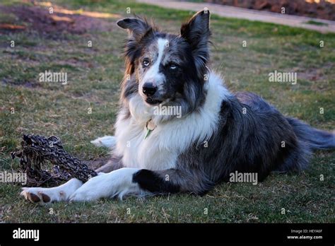 Australian Koolie Dog Stock Photo: 129678487 - Alamy