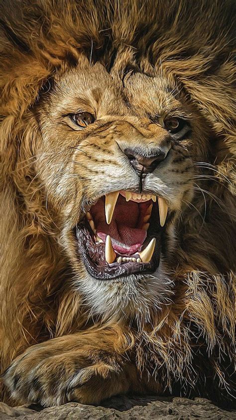 Roaring Lion Wallpaper Hd