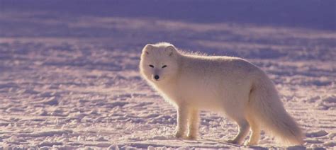 What Animals Live In The Arctic Region Of Canada - Richard McNary's ...