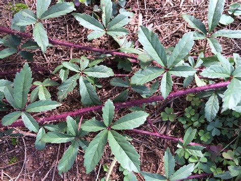 Red thorny vine | Walter Reeves: The Georgia Gardener