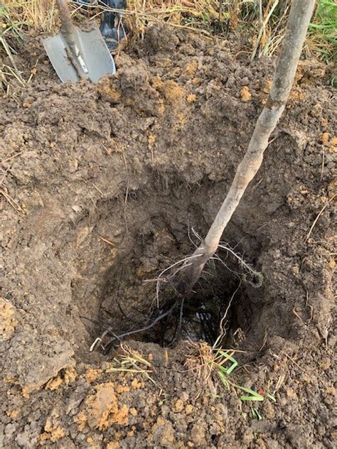 Tree Planting—Our Georgia Pecan Company Recovery - Sunnyland Farms