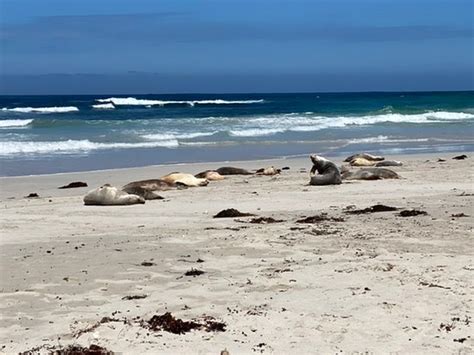 Seal Bay Conservation Park - 2020 All You Need to Know Before You Go ...