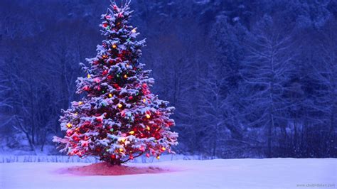 Christmas Trees Wallpapers - Top Free Christmas Trees Backgrounds ...