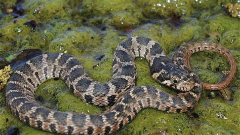 Blotched watersnakes often mistaken for venomous cottonmouths