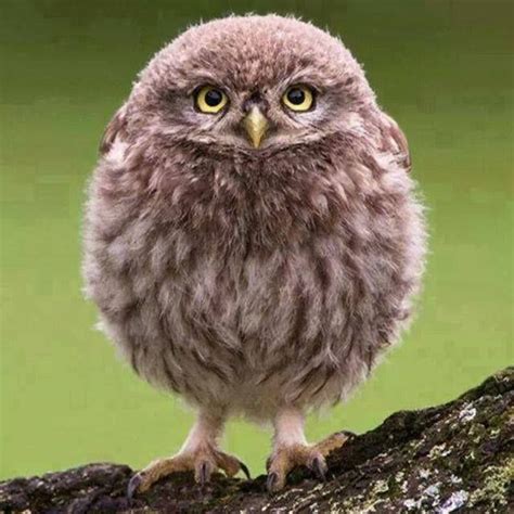 Cute Fluffy Baby Owls