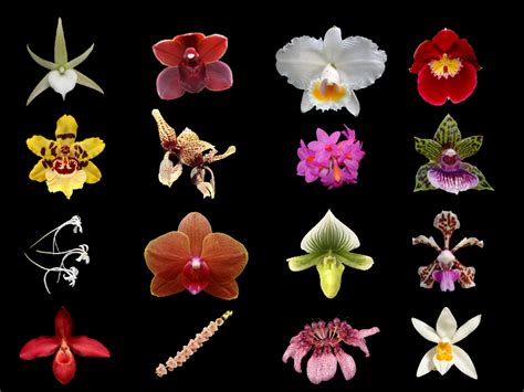 Orchid Types List