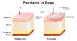 Dog Psoriasis: Symptoms, Causes, Treatment and Prevention