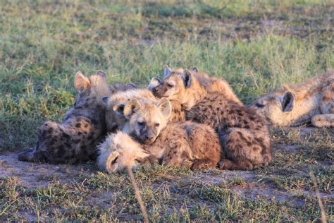 Hyena behavior inside and out - College of Natural Science