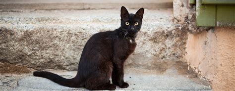 Black Bombay cat sitting on a step.