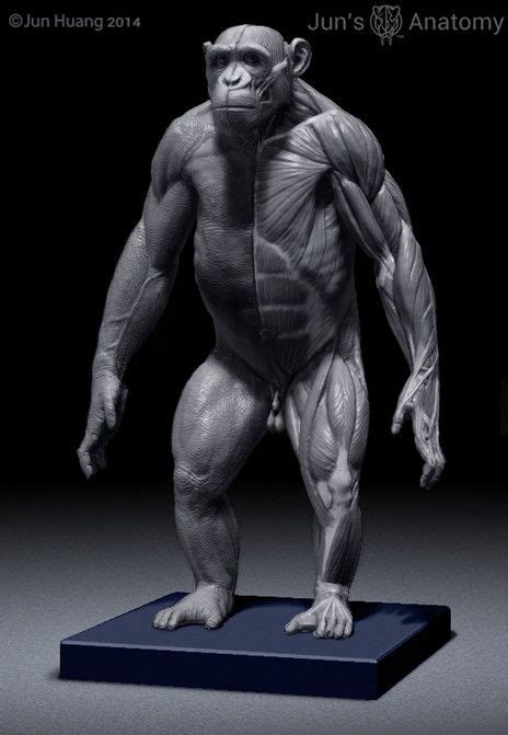 Chimpanzee Anatomy Model 1/6th scale | Elephant anatomy, Chimpanzee ...