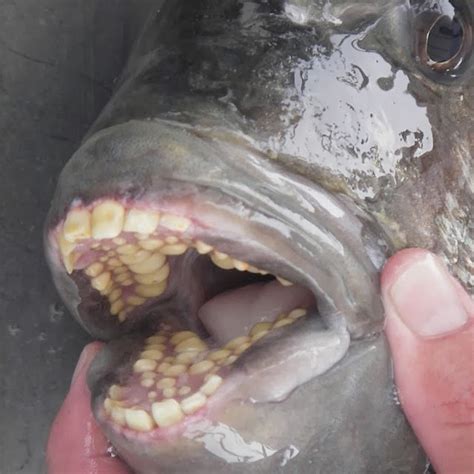 Pacu, The Fish With Very Human Teeth | Amusing Planet