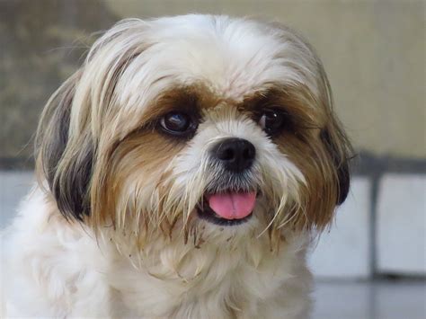 Shih Tzu - is this the right dog breed for me? / PetsPyjamas