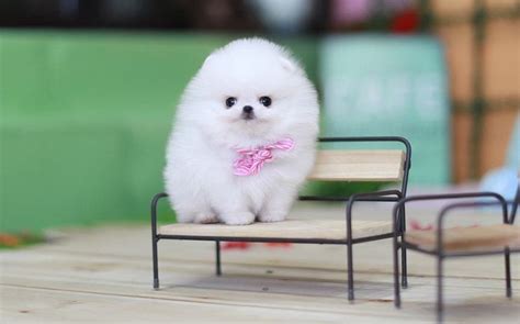 White Pomeranian Small Puppy Breeds