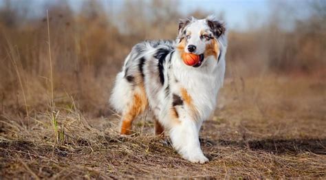 Do Australian Shepherds Shed | Australian Shepherd Shedding