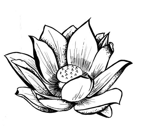 Free Lotus Drawing, Download Free Lotus Drawing png images, Free ...