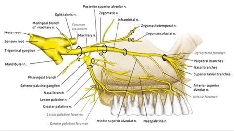 Anatomy and clinical significance of the maxillary nerve: a literature ...