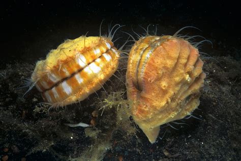 Bivalves, the Twin-Shelled Mollusks