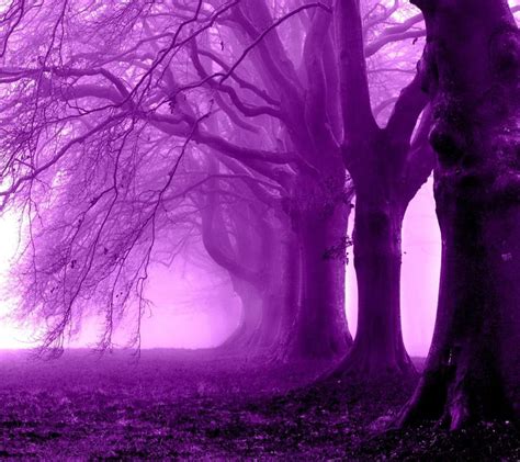 Purple Forest Wallpapers - 4k, HD Purple Forest Backgrounds on WallpaperBat