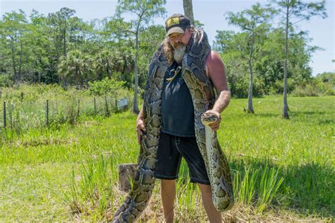 Florida python hunter wrestles 17-foot pregnant python - Houston Chronicle