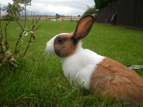 Dutch For Sale | Rabbits | Breed Information | Omlet