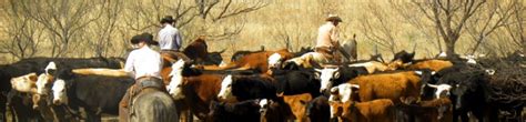 Cow-Calf Operations, Reproductive Efficiency - Texas Range Minerals