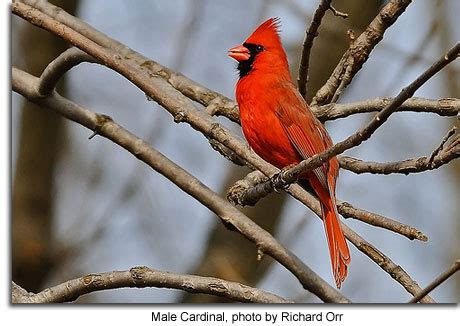 Northern Cardinal - Maryland's Wild Acres