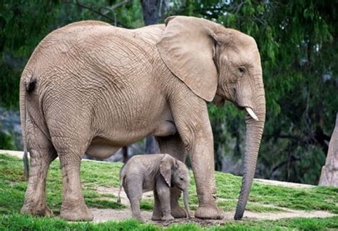 Pictures of Mother Animal Teaching Their Baby