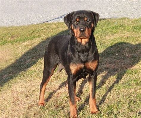 Weiler Dane (Great Dane and Rottweiler Mix)