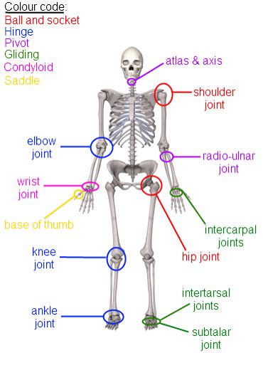 Form Of Pivot Joint Synovial Joints