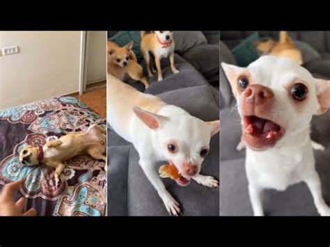 MREVIATAR TIKTOK COMPILATION CHIHUAHUA | Niki the angry chihuahua dog ...