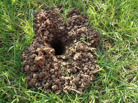 Mole Cricket Holes - A Pictures Of Hole 2018