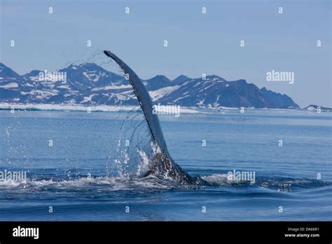 Whale watching, whale observation, humpback whale, Greenland, East ...